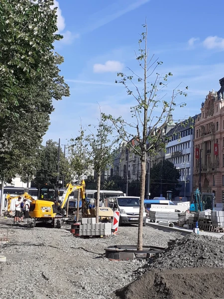 Planting new trees